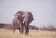Elefant von vorne