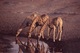 Giraffen , 3 am Wasserloch