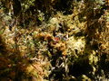 Papua2012 1032